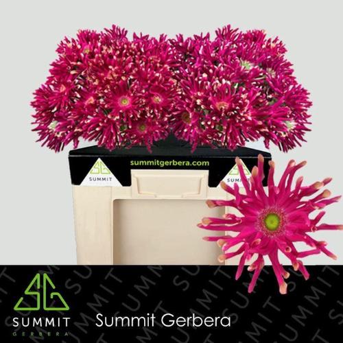 Gerbera grootbloemig krulvormig Pastini Puglia