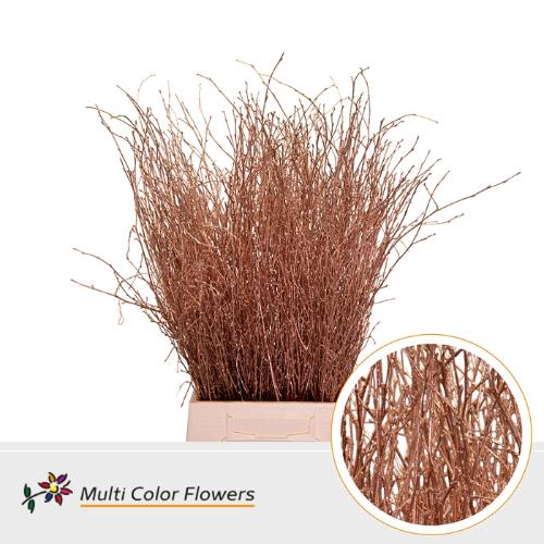 Betula kleurbehandeld H%