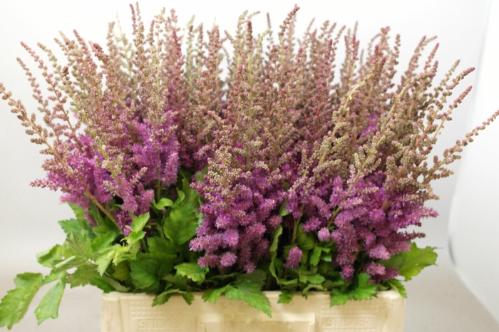 Astilbe 'Maggie Daley'