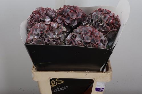 Hydrangea overig kleurbehandeld H%
