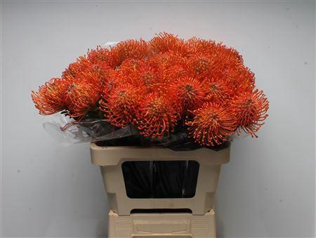 Leucospermum Ayoba Mandarin Zest