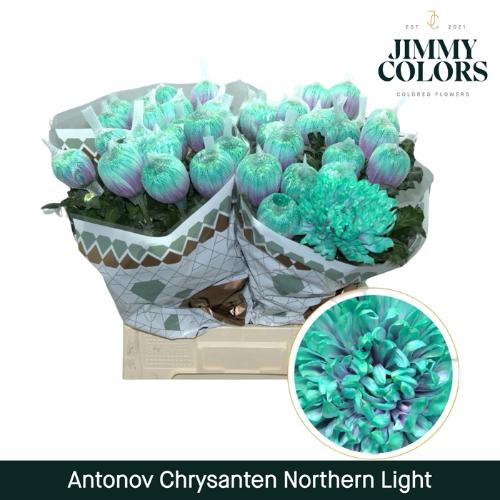Chrysanthemum (Indicum Grp) geplozen Antonov kleurbehandeld H%