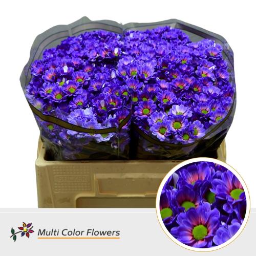 Chrysanthemum (Indicum Grp) tros santini  AAA Bowie kleurbehandeld H%