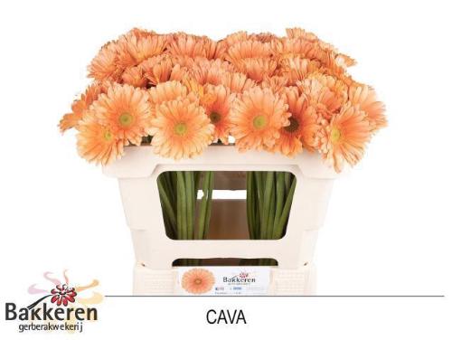 Gerbera mini Cava