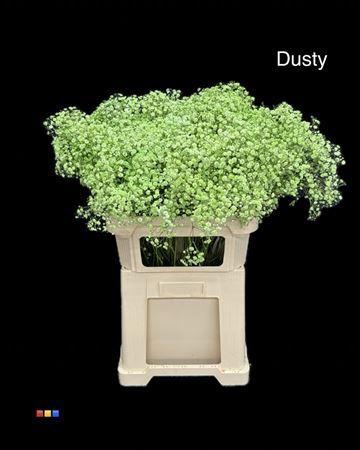 Gypsophila overig kleurbehandeld H%
