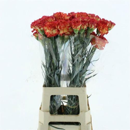 Dianthus standaard 'Ali Baba'