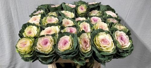Brassica oleracea 'Condor White'