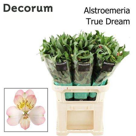 Alstroemeria True Dream
