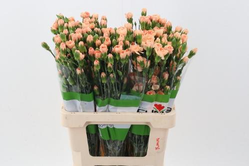 Dianthus tros overig