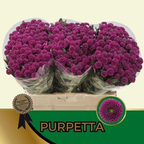 Chrysanthemum (Indicum Grp) tros santini AAA Purpetta