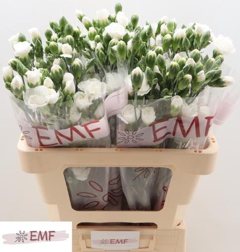 Dianthus tros Blanquita