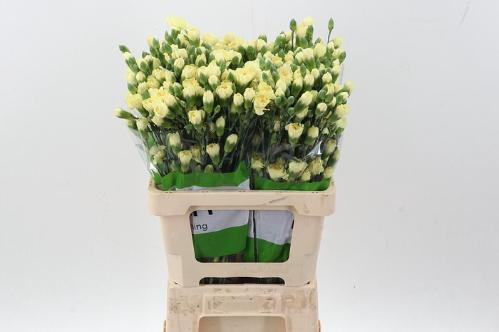 Dianthus tros Xanthe