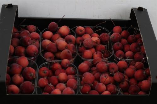 Siervruchten per bak Malus overig