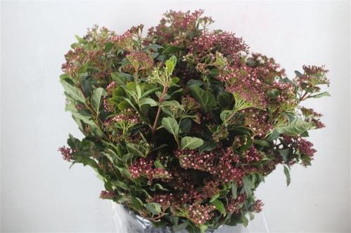 Viburnum tinus per stuk overig