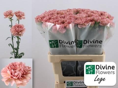 Dianthus standaard 'Lege'