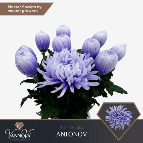 Chrysanthemum (Indicum Grp) geplozen Antonov kleurbehandeld H%