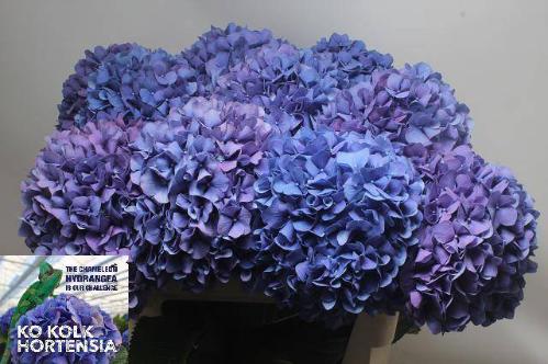 Hydrangea macrophylla 'Pimpernel'