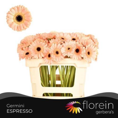 Gerbera mini Espresso