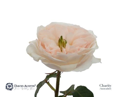 Rosa grootbloemig David Austin Charity
