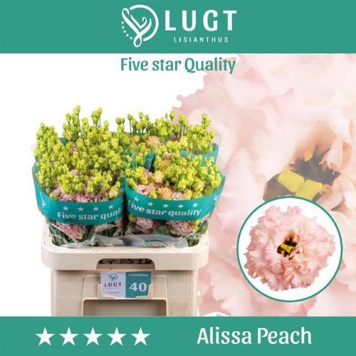 Eustoma russellianum gevuldbloemig 'Alissa Peach'