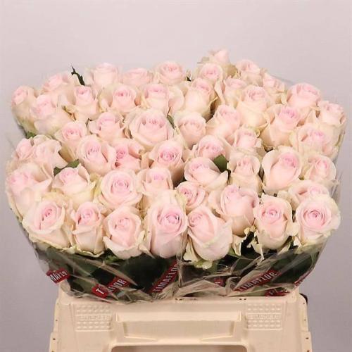 Rosa grootbloemig Revival Sweet