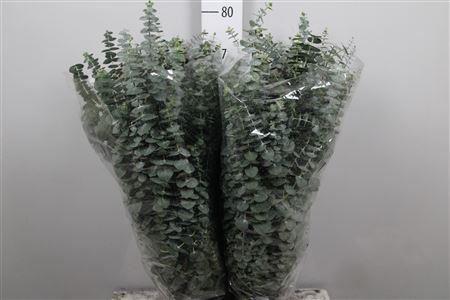 Eucalyptus per bos 'Baby Blue'