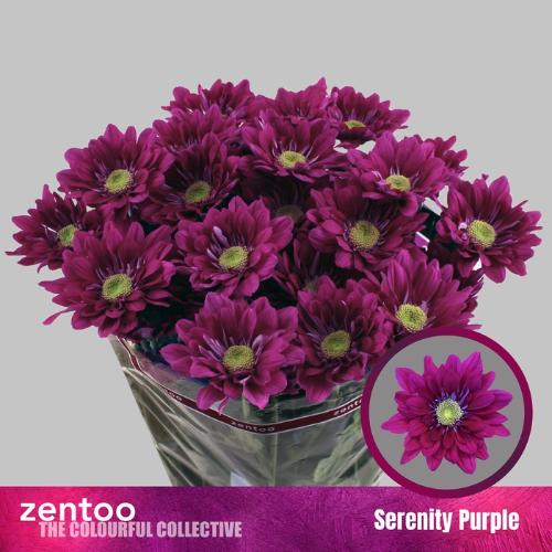 Chrysanthemum (Indicum Grp) tros Serenity Purple