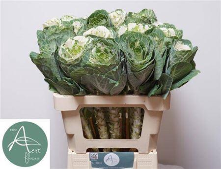 Brassica oleracea 'White Crane'