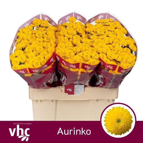 Chrysanthemum Indicum Grp tros santini Aurinko