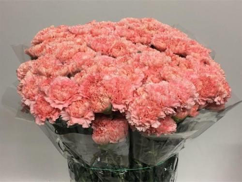 Dianthus standaard 'Monnalisa'
