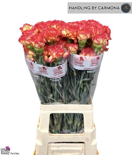 Dianthus standaard 'Zenit'