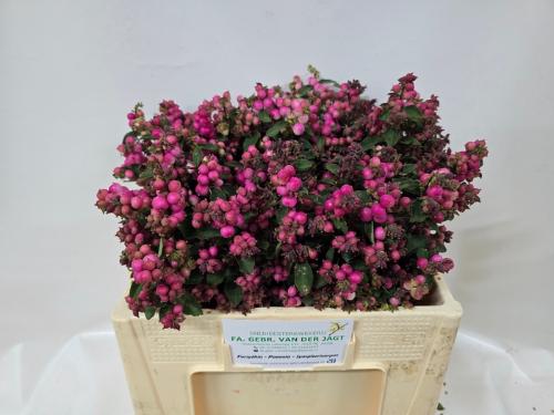 Symphoricarpos (Pink Berry Grp) Magical Ruby Falls