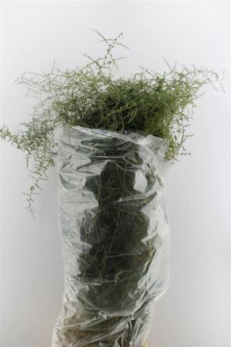 Decoratiegroen overig