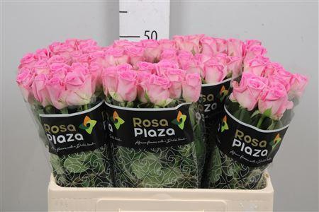 Rosa grootbloemig Aqua!