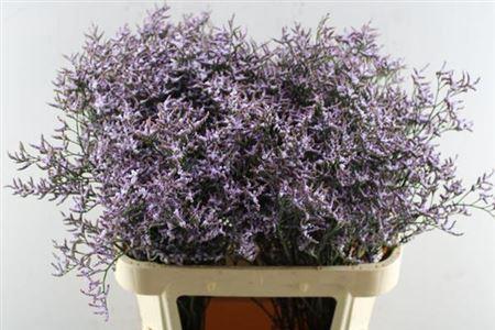 Limonium Safora Lilac
