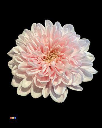 Chrysanthemum Indicum Grp tros kas kleurbehandeld H%