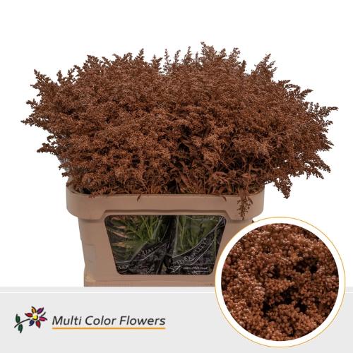 Solidago kleurbehandeld H%
