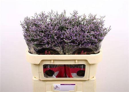 Limonium 'Skylight'