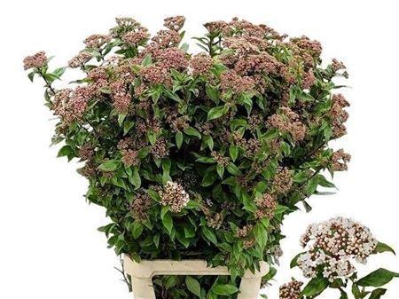 Viburnum tinus per stuk Red Spirit