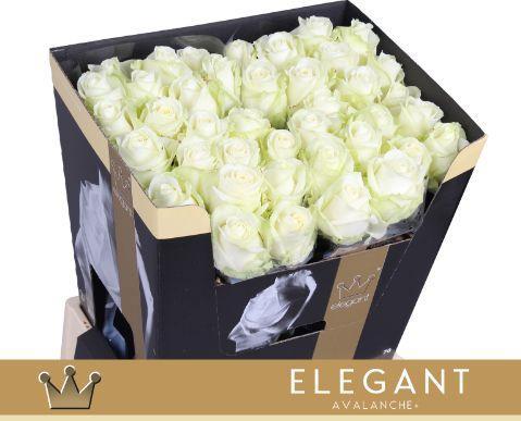 Rosa grootbloemig Avalanche+