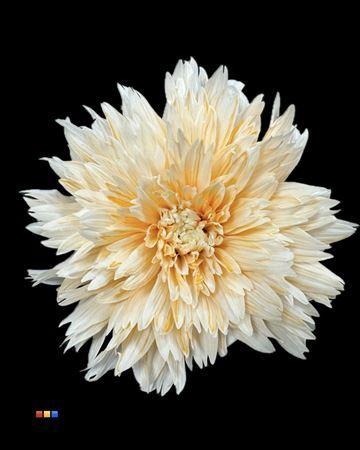 Chrysanthemum geplozen kas kleurbehandeld H%