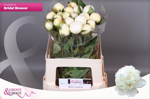 Paeonia Lactiflora Grp 'Bridal Shower'