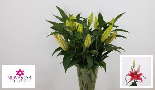 Lilium Oriental Grp 'Indiana'