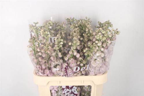 Delphinium dubbelbloemig (Elatum Grp) 'Dewi Pink Spijker'