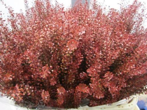 Lepidium kleurbehandeld H%