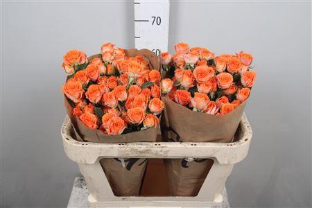 Rosa tros Ariya