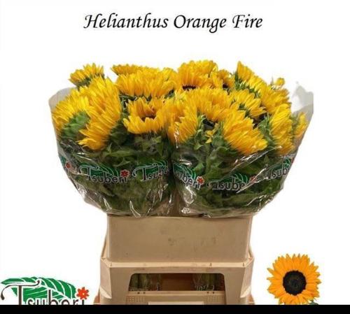 Helianthus annuus 'Orange Fire'