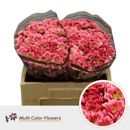 Chrysanthemum (Indicum Grp) tros santini  AAA Bowie kleurbehandeld H%
