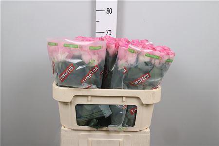 Rosa grootbloemig Revival