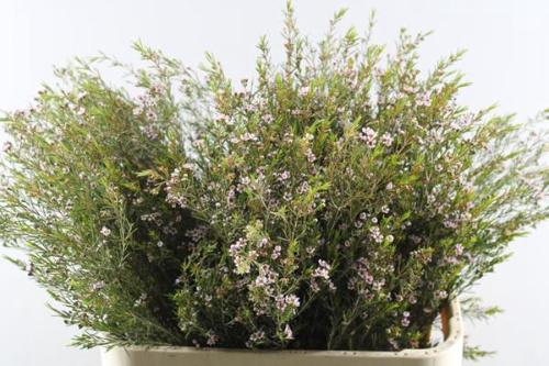 Chamelaucium uncinatum 'Romi'